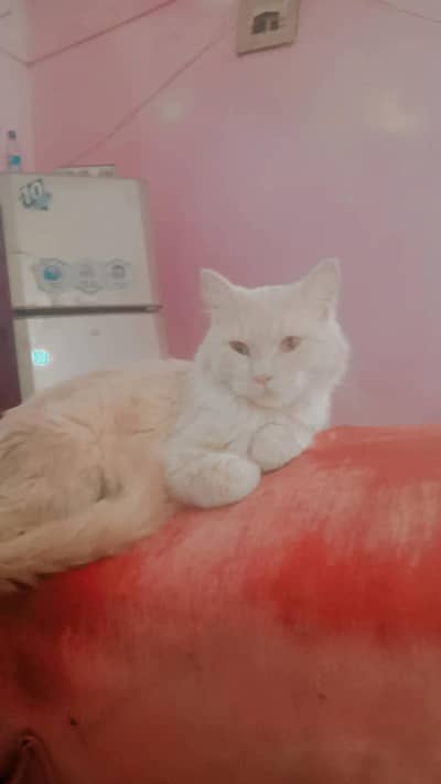 Persian Cat For sell