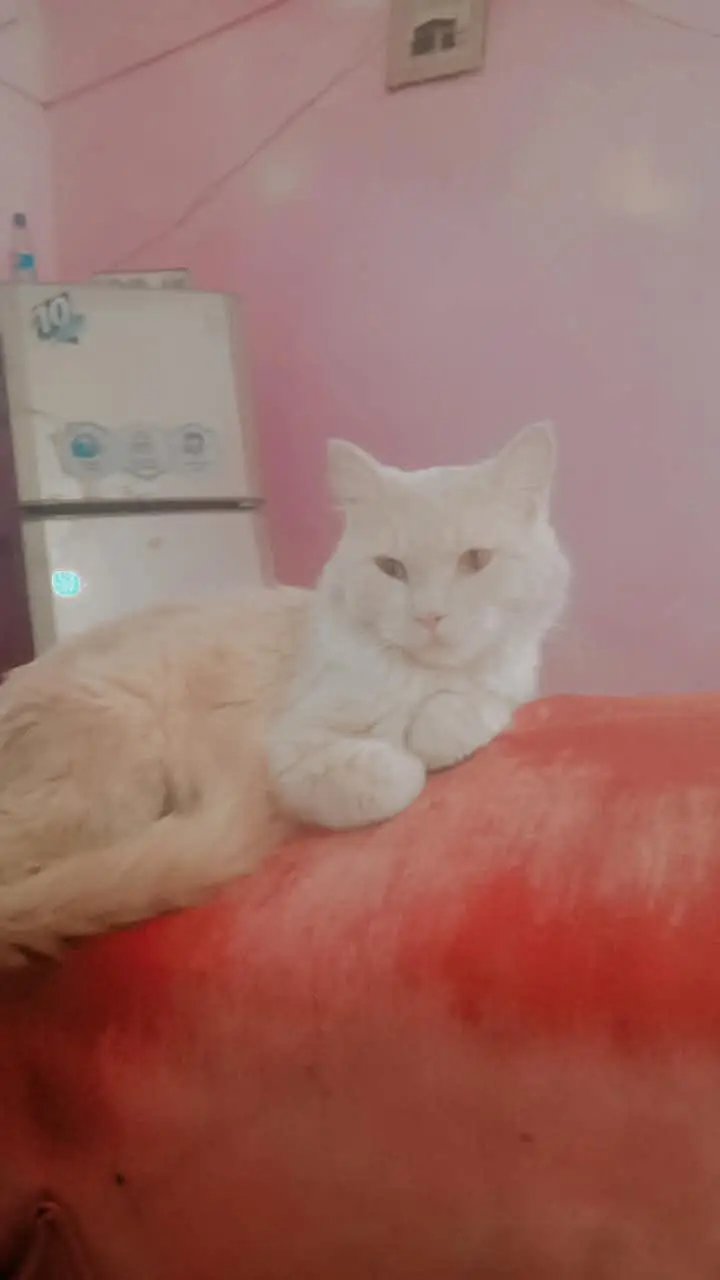 Persian Cat For sell — photo 2