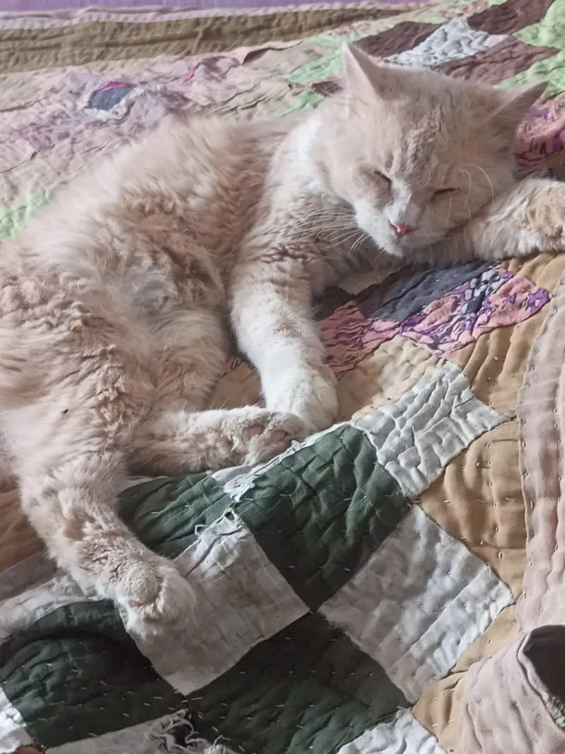 Persian Cat For sell — photo 3