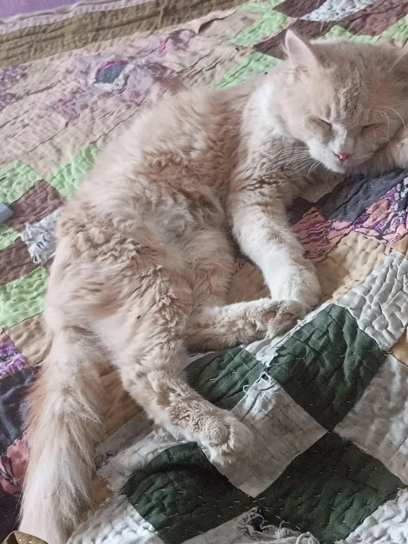 Persian Cat For sell — photo 4