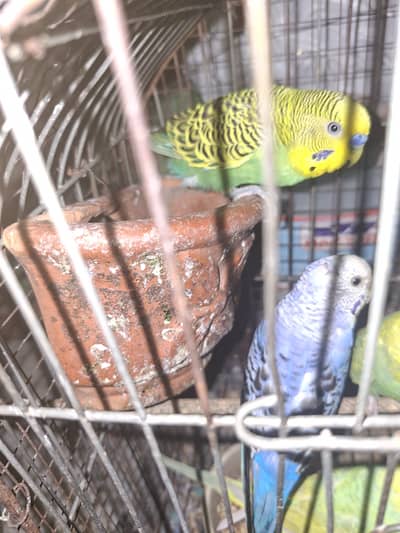 Australian Budgie Pair