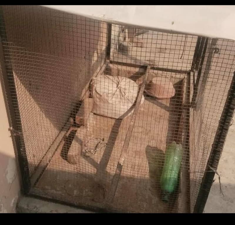 hen cage 1