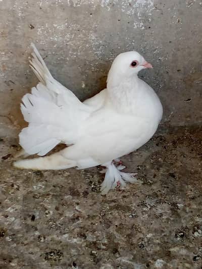 1 pair white laka full active
