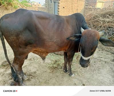 2 Daand aur 1 Majh (Bhaans) for Sale – Shadi aur Qurbani Ke Liye