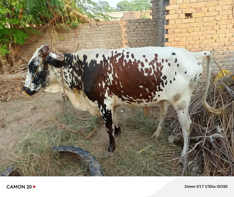 2 Daand aur 1 Majh (Bhaans) for Sale – Shadi aur Qurbani Ke Liye — photo 2