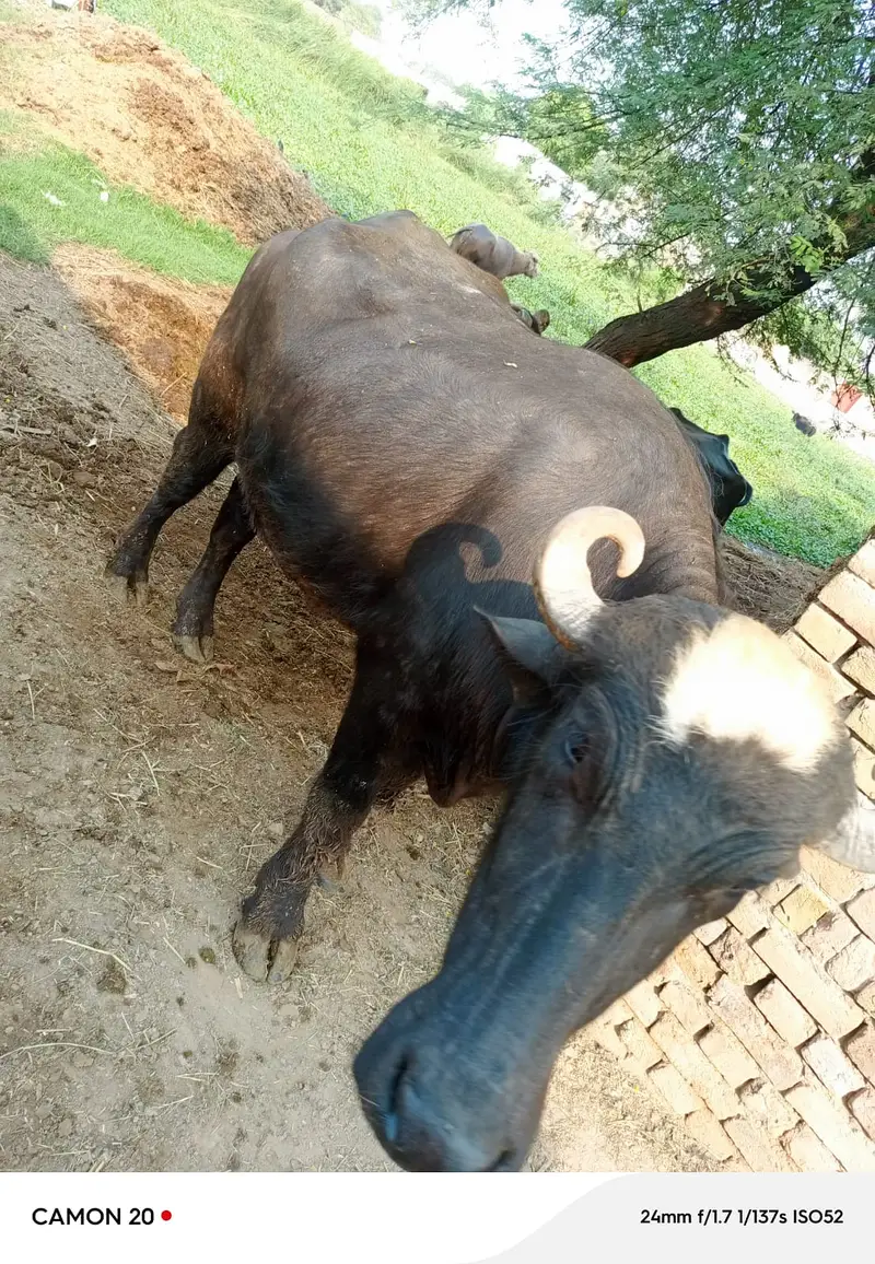 2 Daand aur 1 Majh (Bhaans) for Sale – Shadi aur Qurbani Ke Liye — photo 3