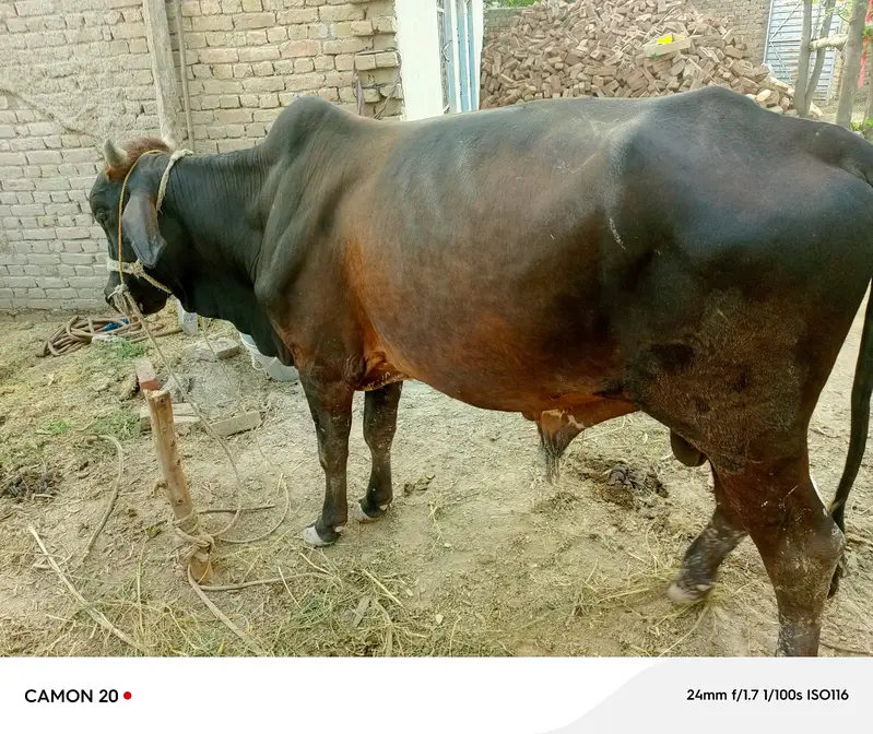 2 Daand aur 1 Majh (Bhaans) for Sale – Shadi aur Qurbani Ke Liye — photo 4
