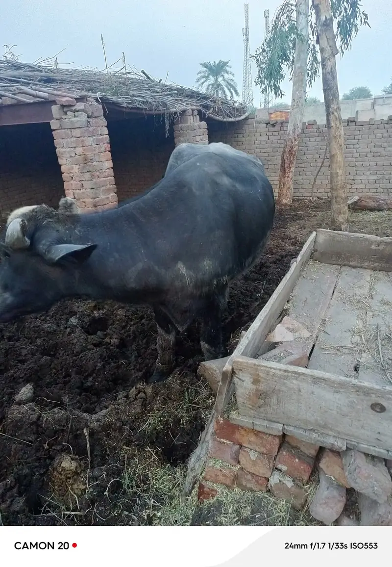 2 Daand aur 1 Majh (Bhaans) for Sale – Shadi aur Qurbani Ke Liye — photo 5