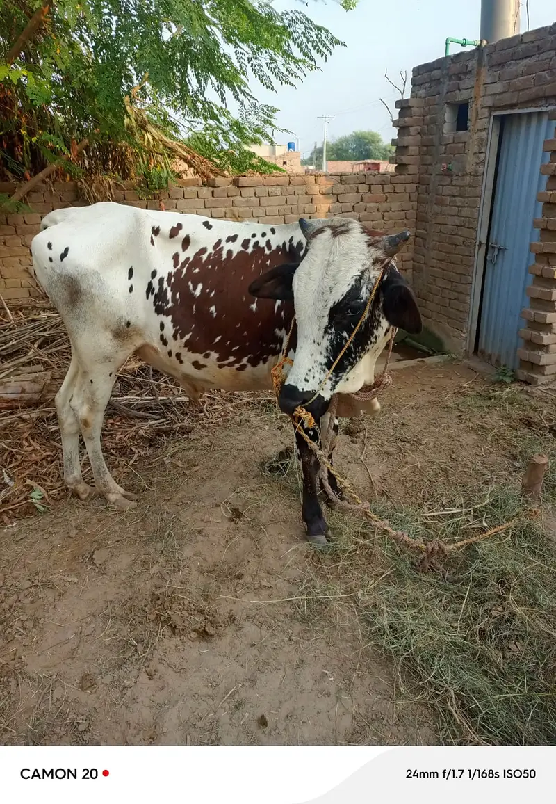 2 Daand aur 1 Majh (Bhaans) for Sale – Shadi aur Qurbani Ke Liye — photo 6
