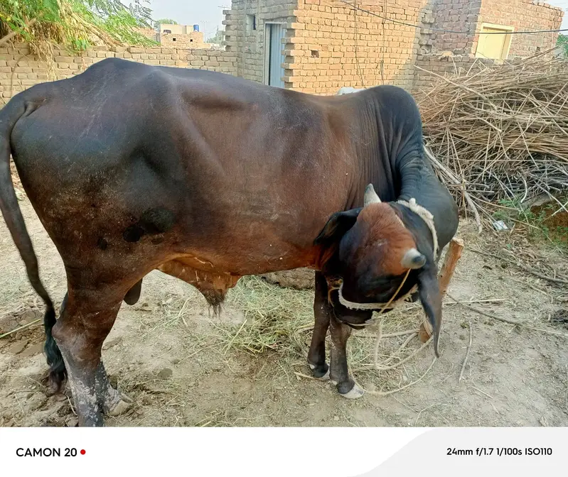 2 Daand aur 1 Majh (Bhaans) for Sale – Shadi aur Qurbani Ke Liye — photo 7