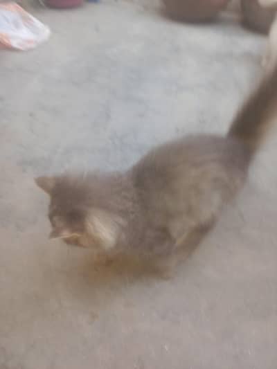 Mano cat