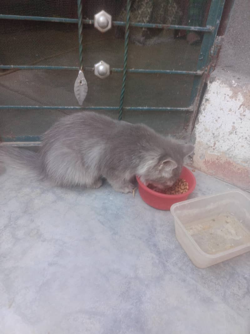 Mano cat 1