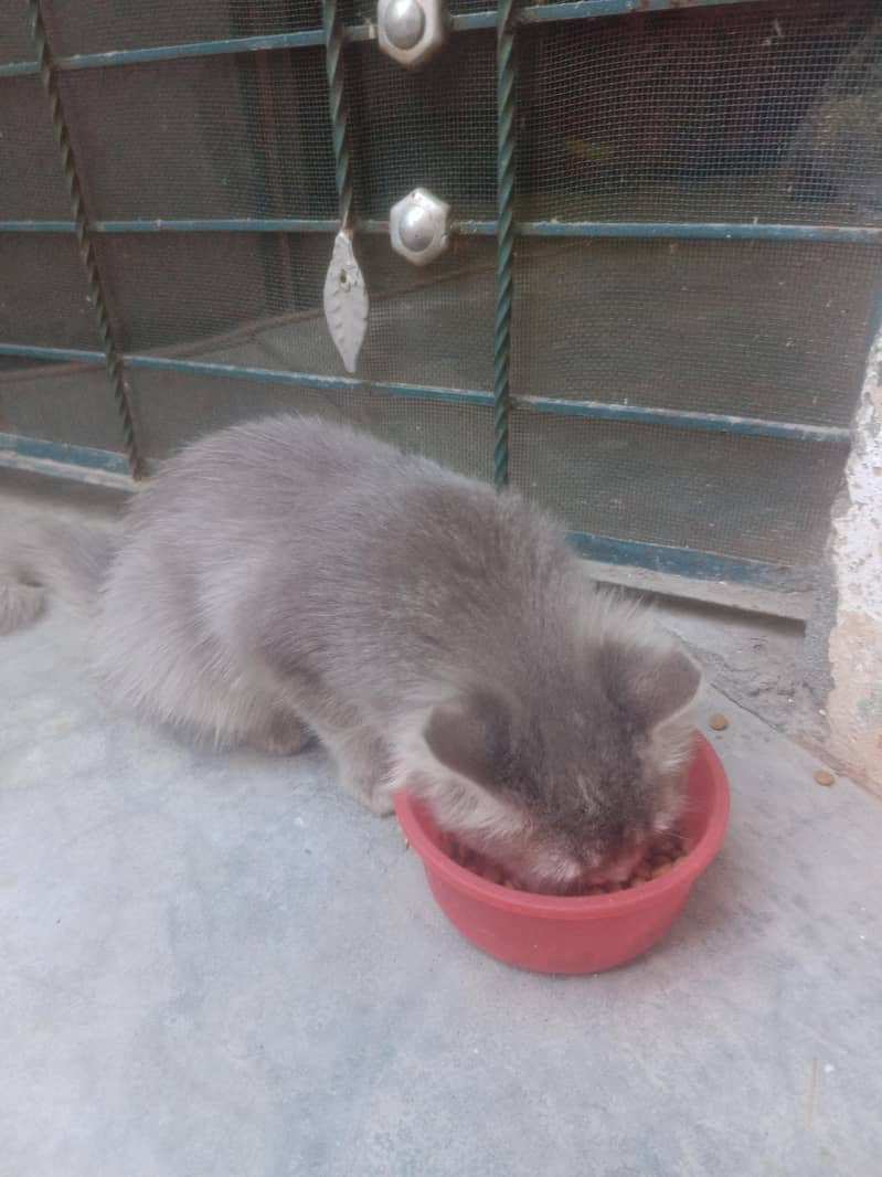 Mano cat 2