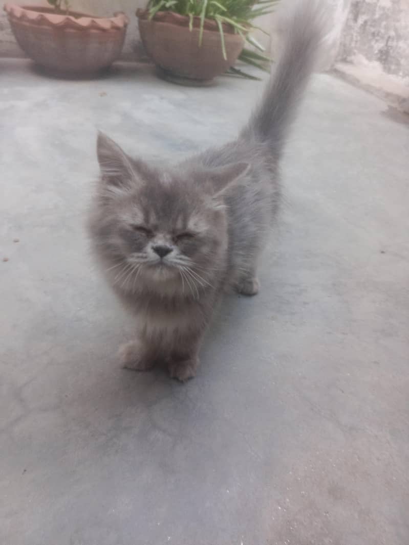 Mano cat 3