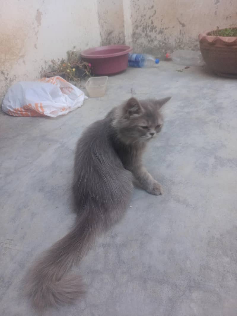 Mano cat 4