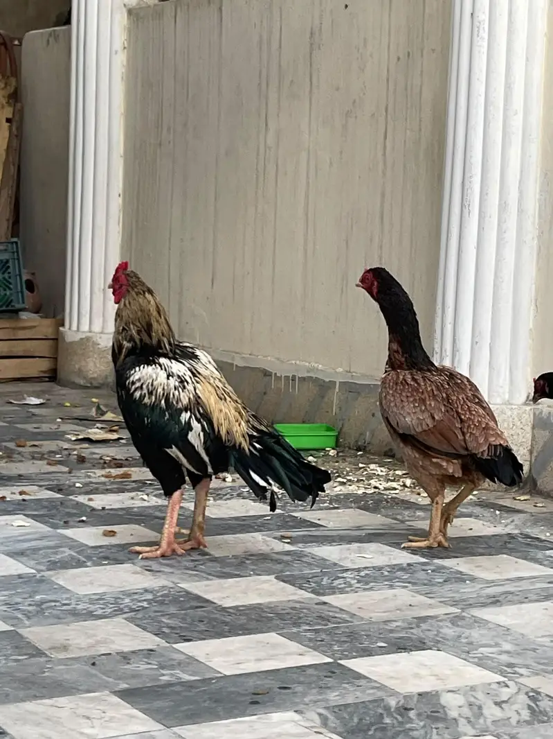 pure aseel pair jawa — photo 2