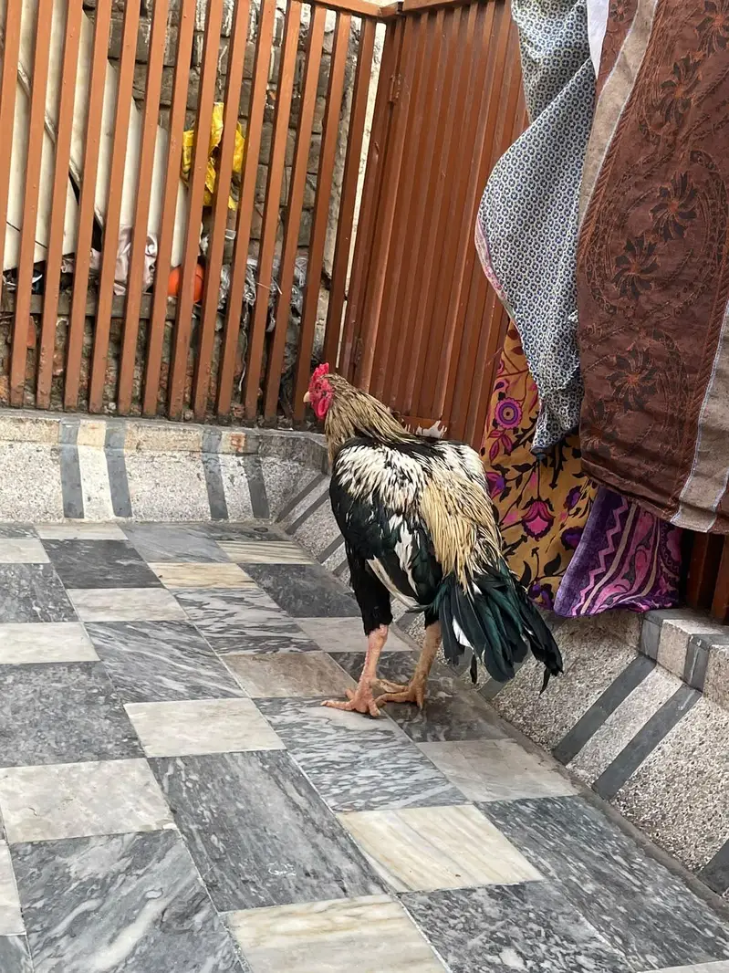 pure aseel pair jawa — photo 4