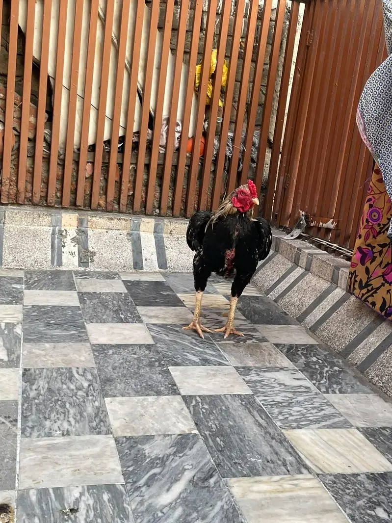 pure aseel pair jawa — photo 5