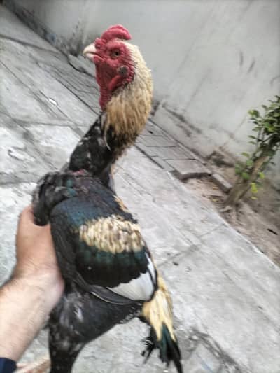 Aseel Jawa