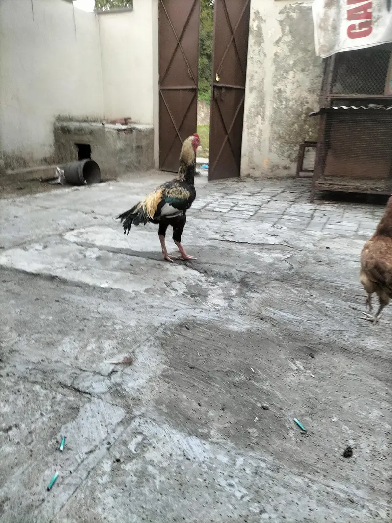 Aseel Jawa — photo 4