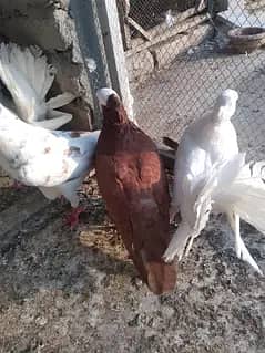 mix breed sherazi and laka read discription