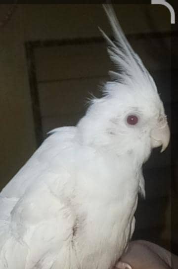cocktail white