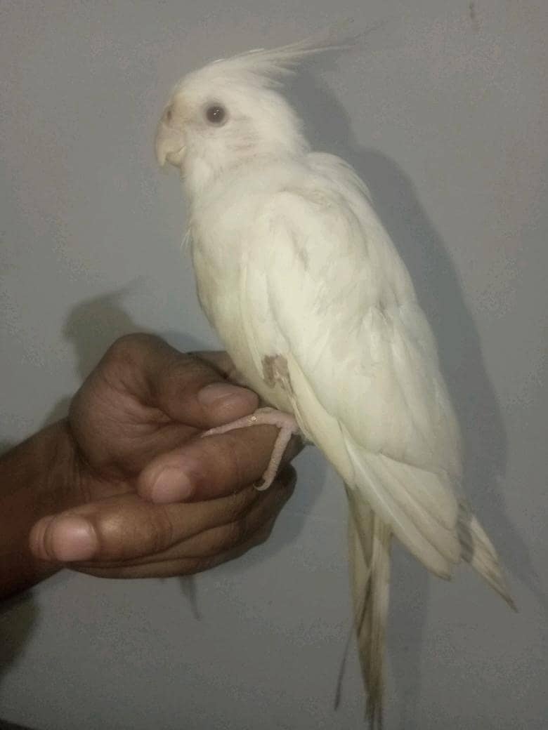 cocktail white 1