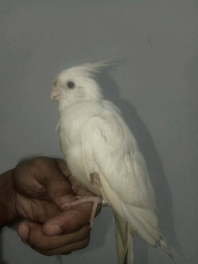 cocktail white 2
