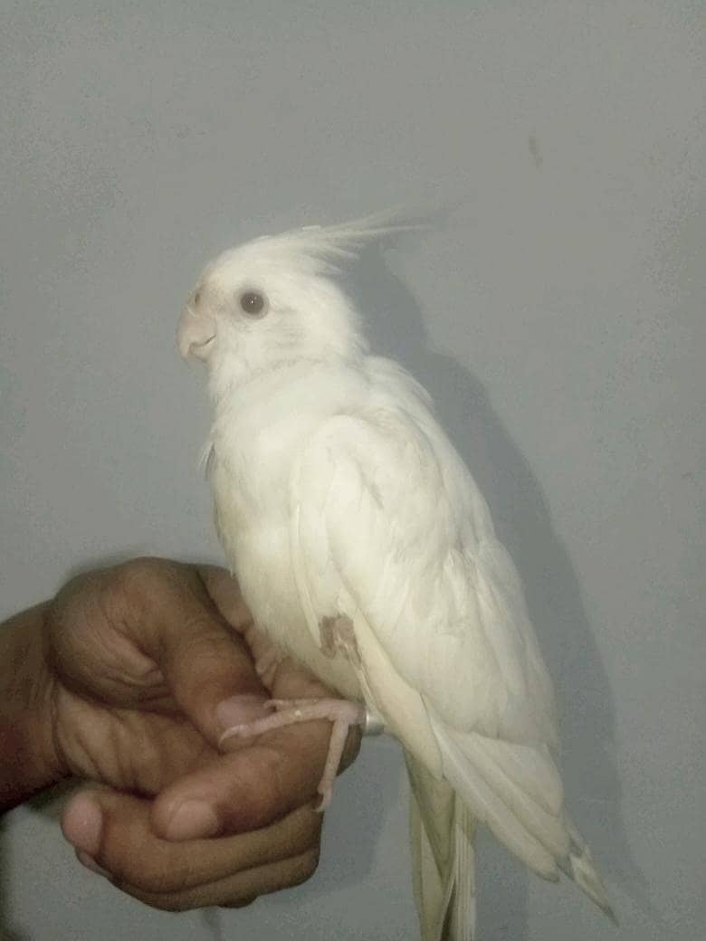 cocktail white 3