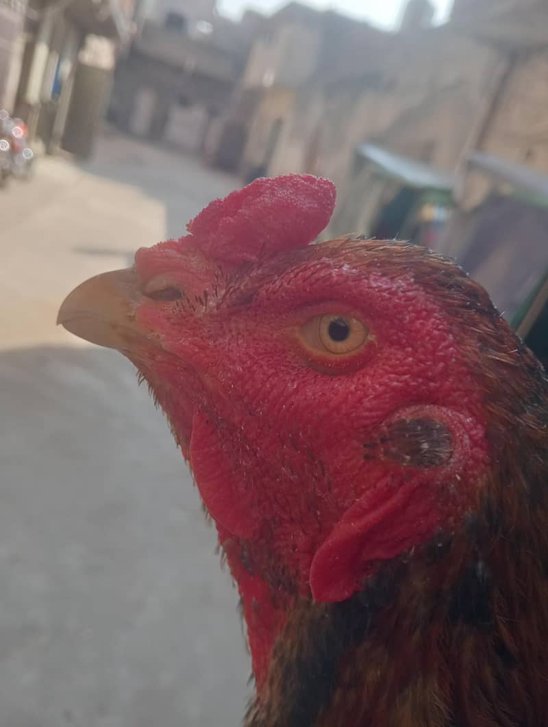 بچوں کو پڑھتا ہے اس لیے بیچ رہا ہوں 0