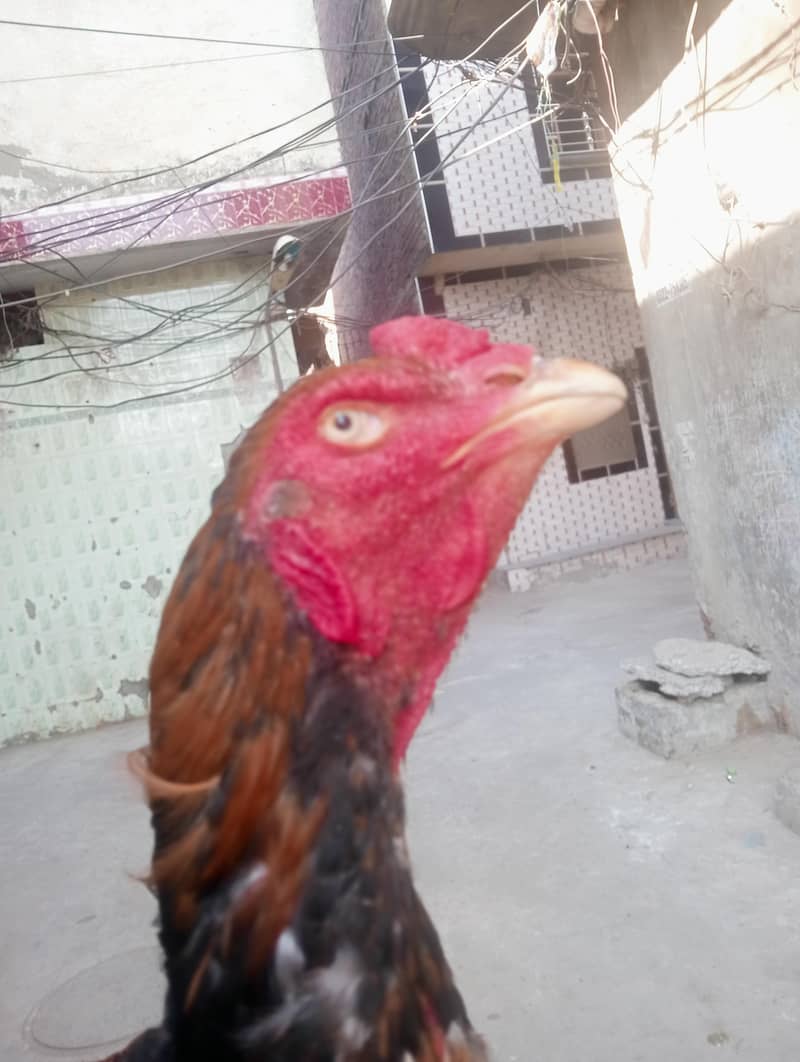 بچوں کو پڑھتا ہے اس لیے بیچ رہا ہوں 1
