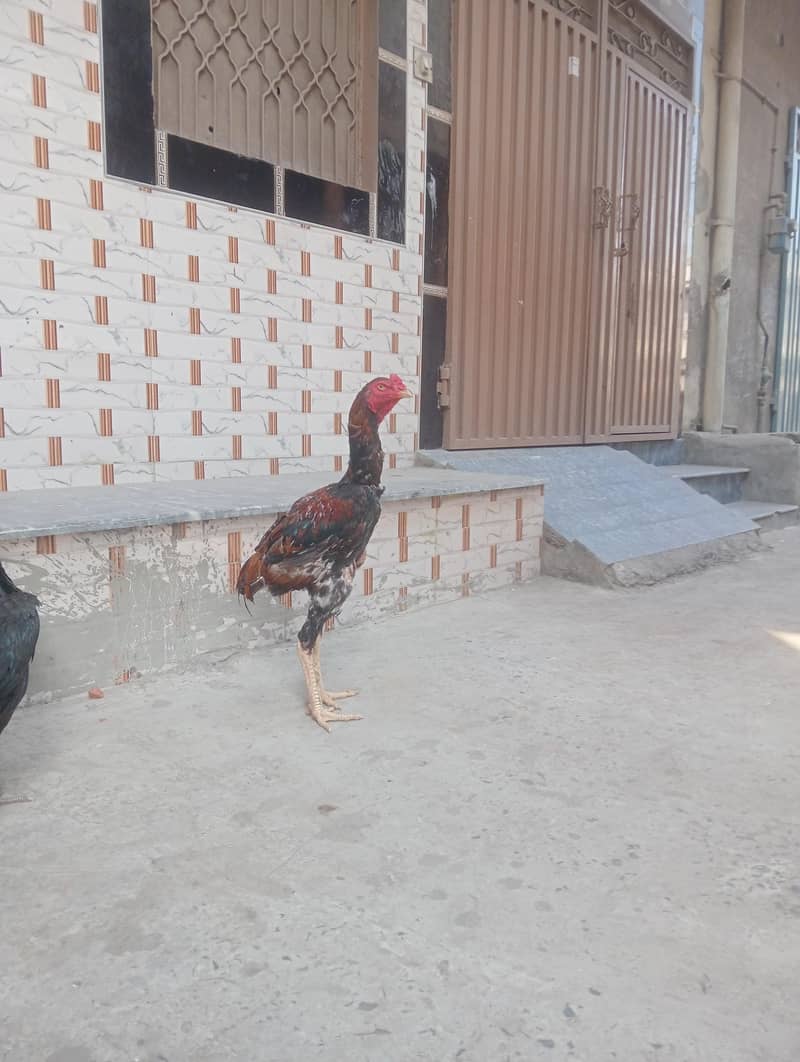 بچوں کو پڑھتا ہے اس لیے بیچ رہا ہوں 3