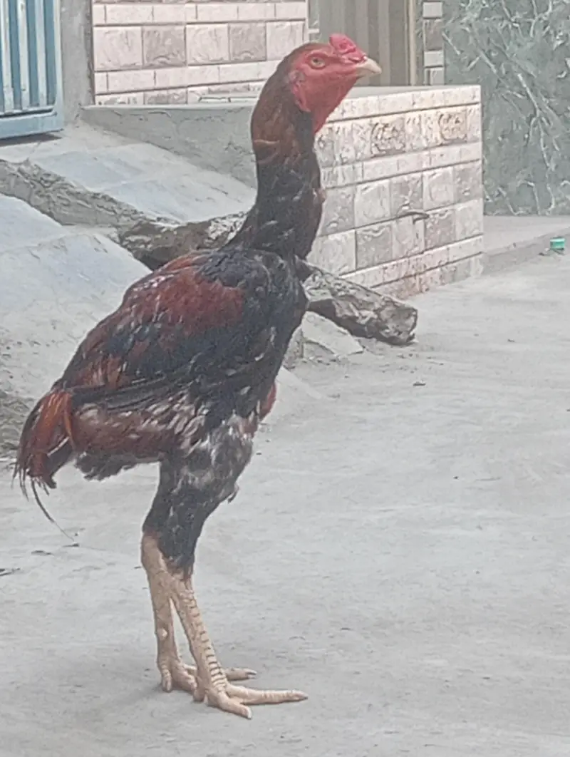 بچوں کو پڑھتا ہے اس لیے بیچ رہا ہوں — photo 5