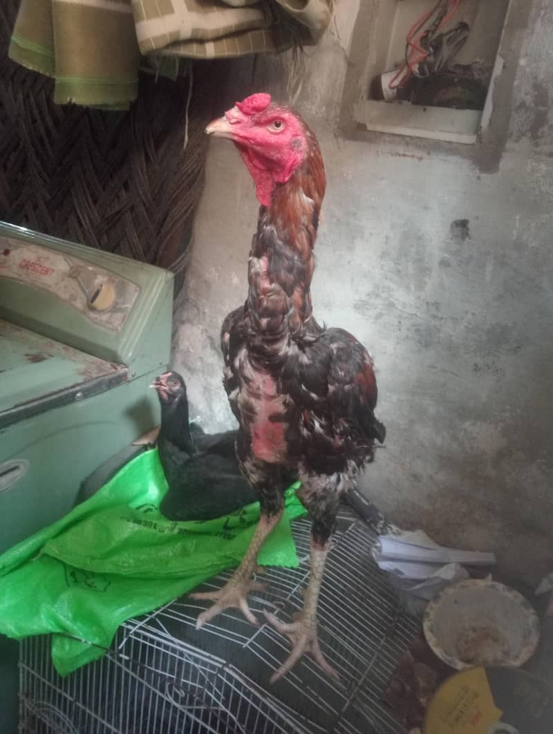 بچوں کو پڑھتا ہے اس لیے بیچ رہا ہوں 5