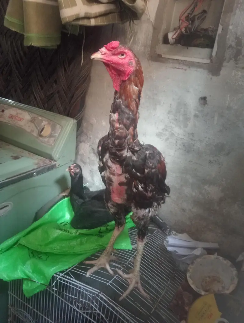 بچوں کو پڑھتا ہے اس لیے بیچ رہا ہوں — photo 6