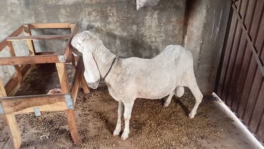 Chatra for sale