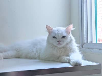 PERSIAN CAT ( FEMALE )