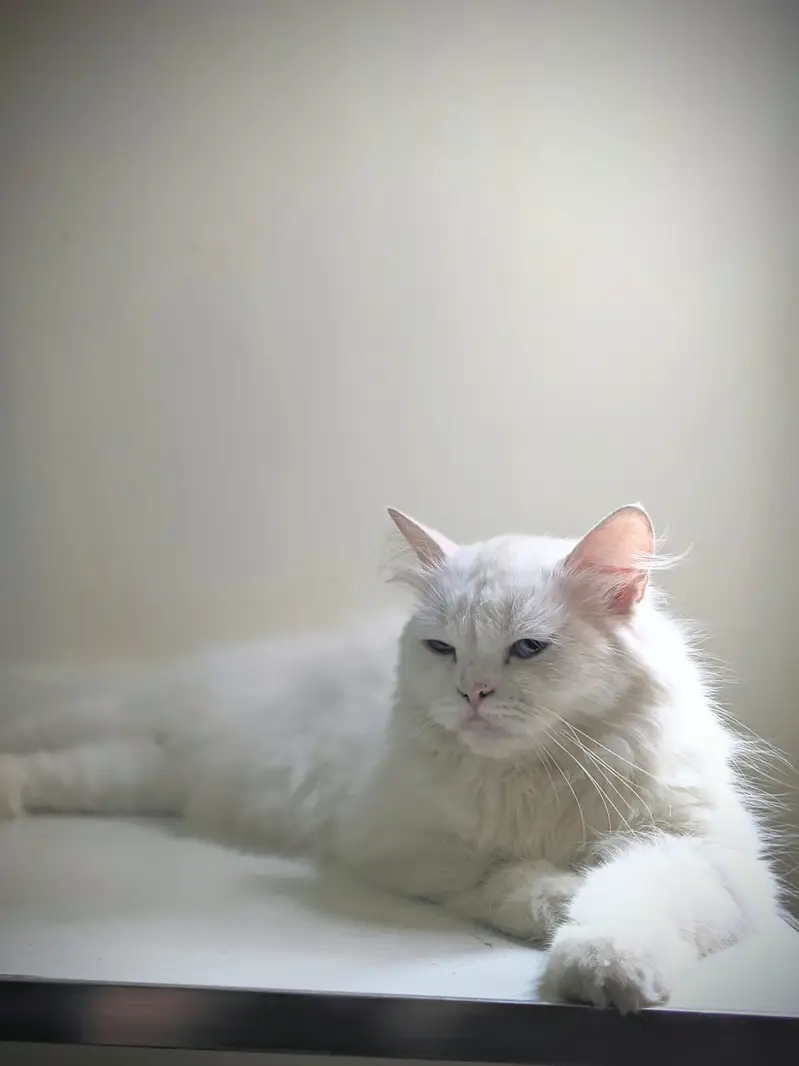 PERSIAN CAT ( FEMALE ) — photo 2