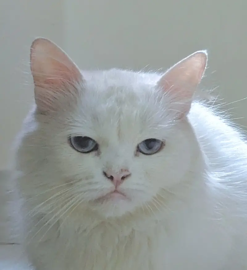 PERSIAN CAT ( FEMALE ) — photo 3