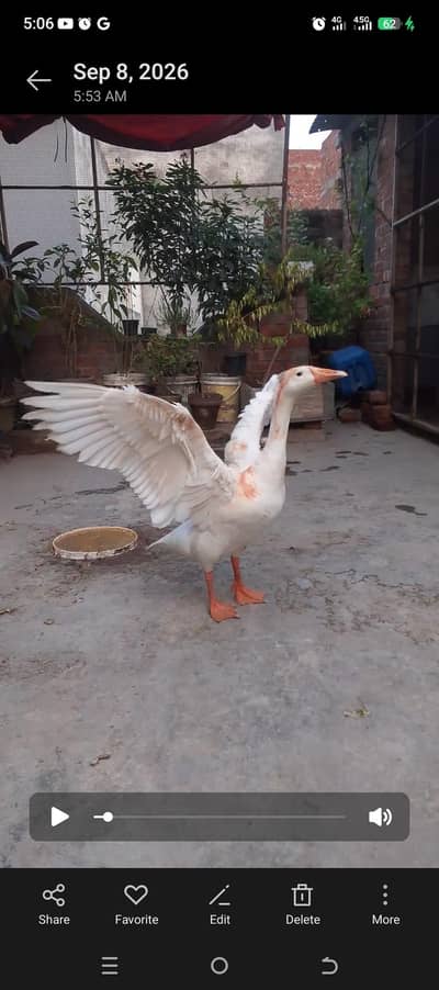 long neck duck sale