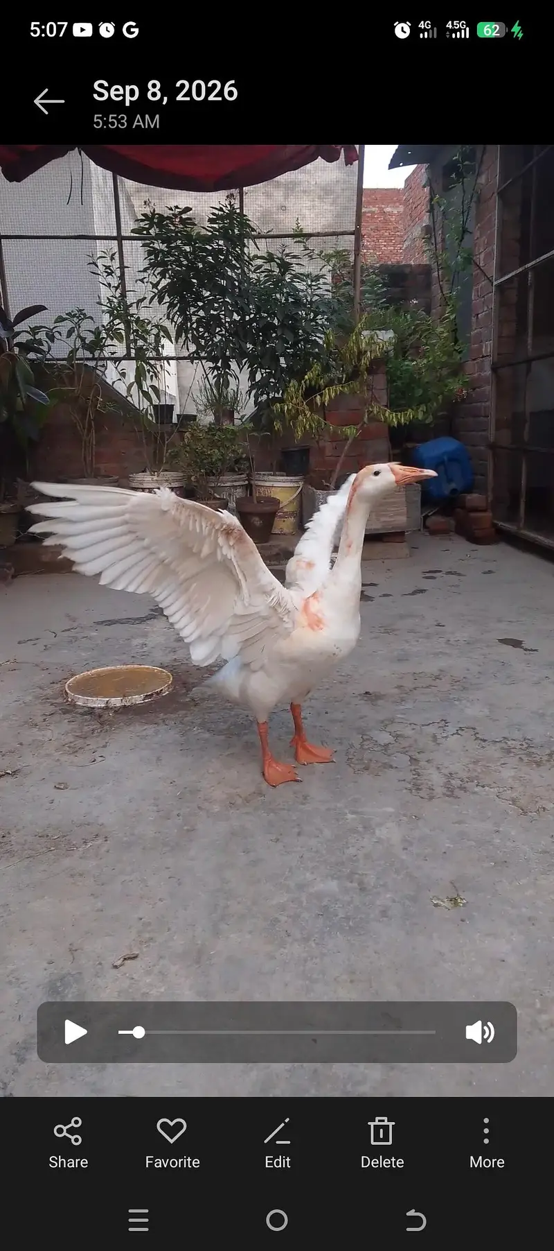 long neck duck sale — photo 2