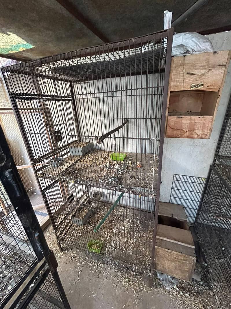 iron cages 1
