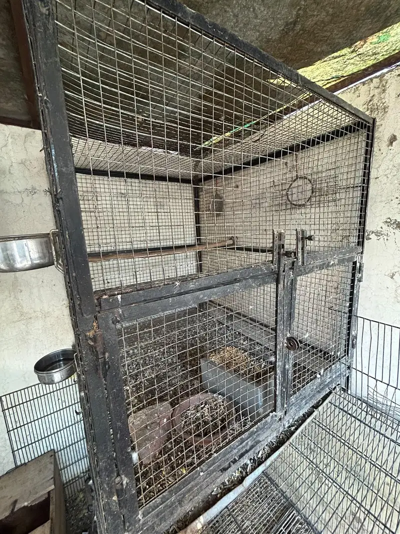 iron cages — photo 6