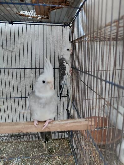 Cocktail breeder pair and 2 extra males for sale