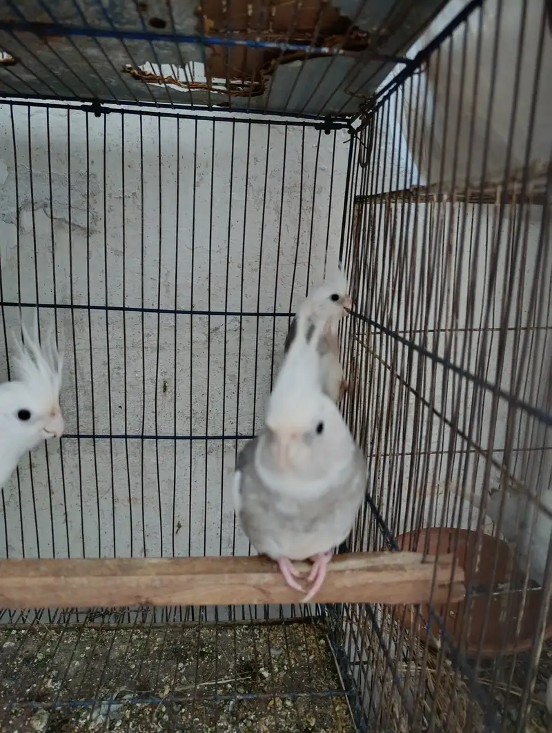 Cocktail breeder pair and 2 extra males for sale — photo 2