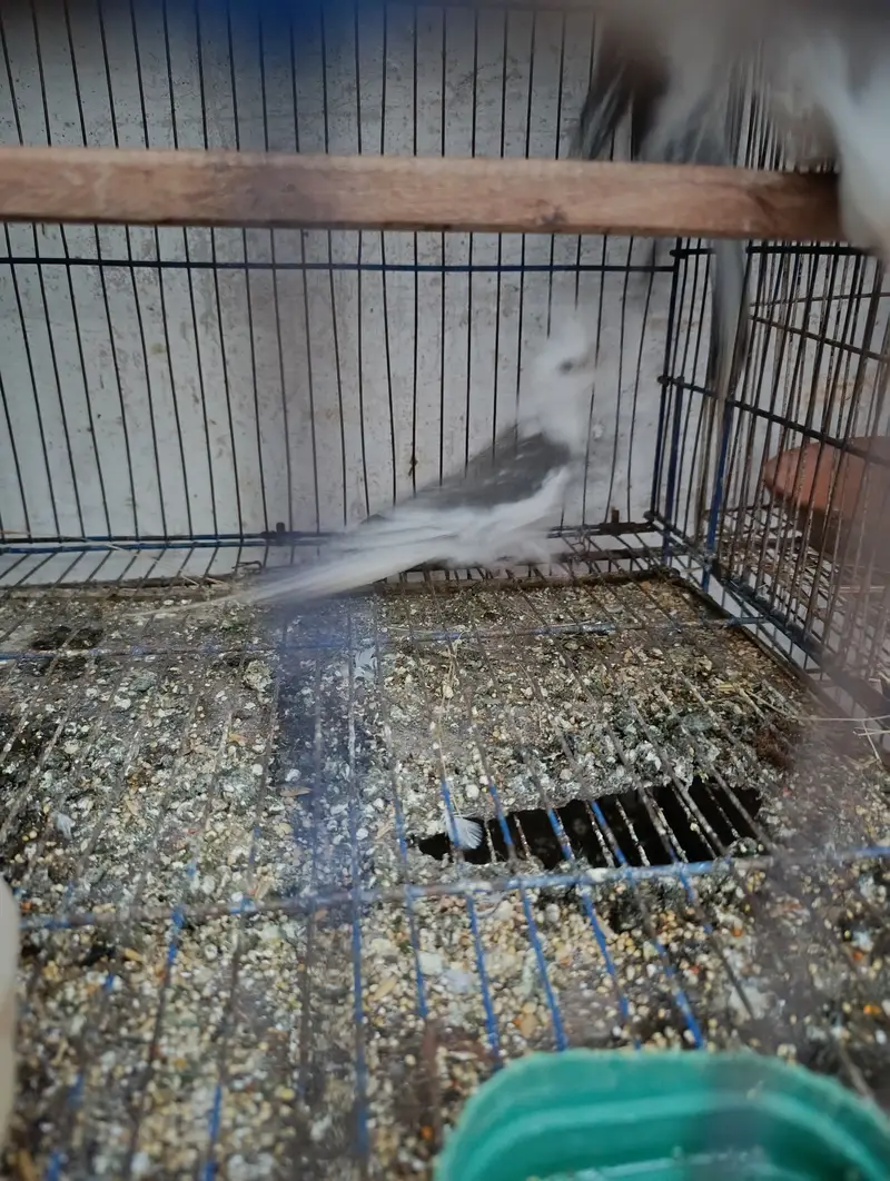 Cocktail breeder pair and 2 extra males for sale — photo 3