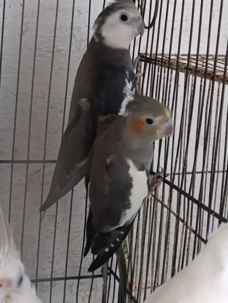 Cocktail breeder pair and 2 extra males for sale — photo 4