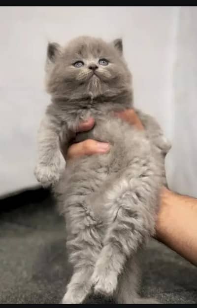 cash on delivery available Persian punch face cat kitten