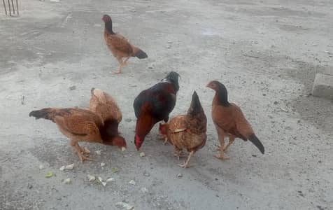 Royal Aseel Collection For Sale