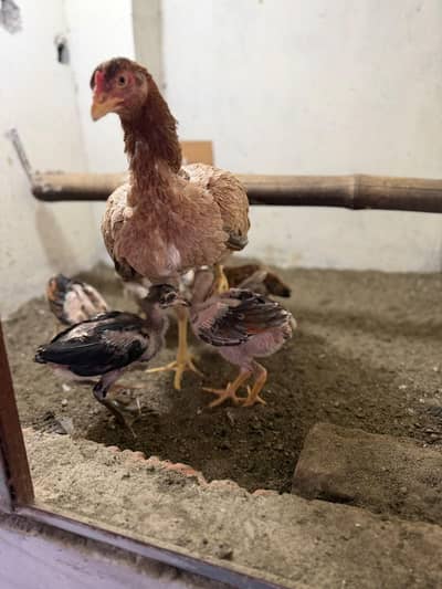 Aseel hen with 6 chicks